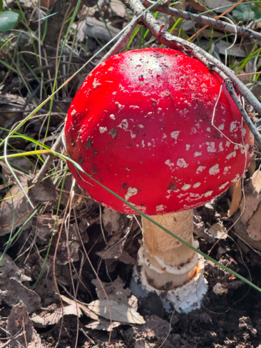 Mushroom