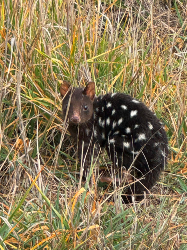 Quoll