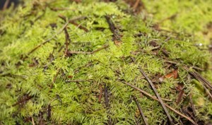 IMG 3202 (2)
