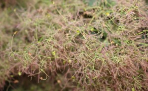 IMG 3270 (2)